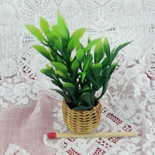 Miniature fern in basket...