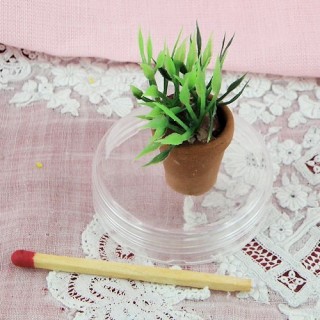 Plante en pot miniature...