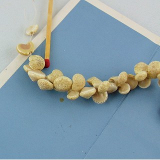 10 Natural snake Shell beads 15 mm