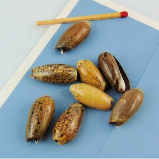 10 Perles en coquillage naturel 22 mm